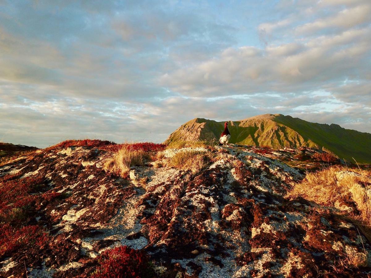 Midnight Sun View Lofoten 莱克内斯 外观 照片